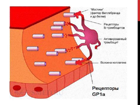 Зрачки и физиологическая реакция организма