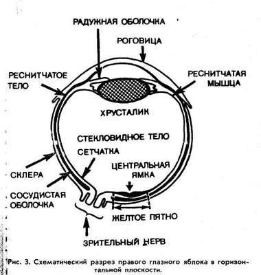 Зрение и его роль в жизни человека