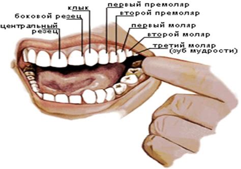 Зубы у человека: структура и функции