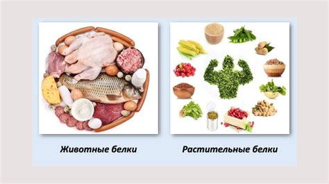 Идеальное белковое источник для растущего организма