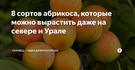 Идеи для сочетания абрикоса и других ягод