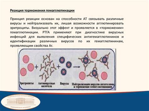 Идентификация вируса: понимание понятия