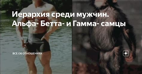 Иерархия среди альфа самцов