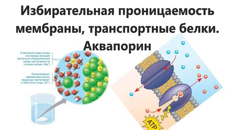 Избирательная проницаемость мембраны: основные концепции и механизмы