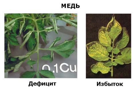 Избыток в жизни: несколько больших саквояжей как признак