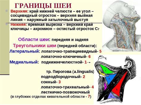 Избыточное напряжение шейных мышц