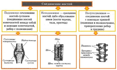 Известные типы фигушек