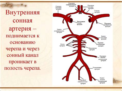 Изгиб сонной артерии: что это такое?