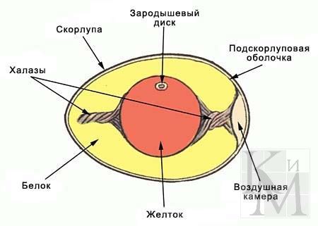 Изменение густоты внутренности яйца