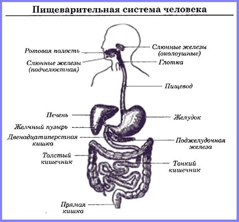 Изменение работы пищеварительной системы: что происходит после операции?