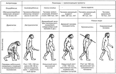 Изменения клыков в ходе эволюции человека