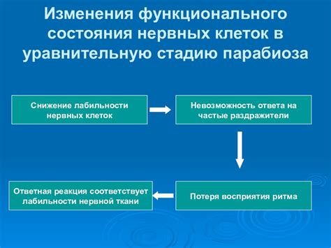 Изменения лабильности нервной системы с возрастом