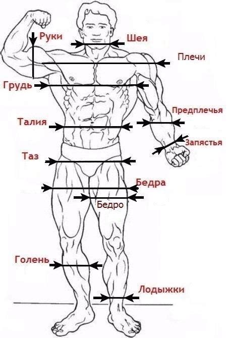 Измерение и пропорции