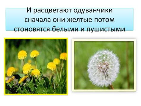 Изобилие и процветание: расшифровка снов, где трава зеленеет и одуванчики расцветают