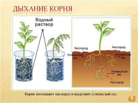 Изучение и анализ корней носителя