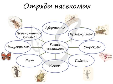 Изучение символики мелких насекомых в сновидениях