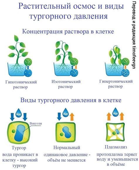 Изучение тургорного давления у растений