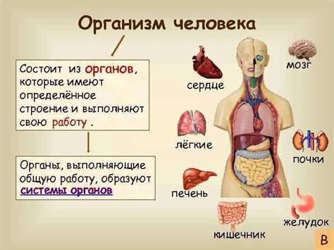 Из чего состоит человеческий организм?