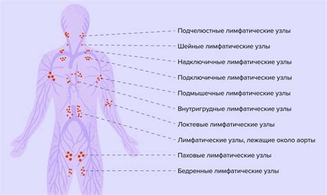 Иммунитет и лимфоузлы