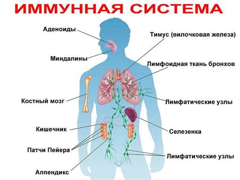 Иммунная система и плохой сон: влияние на способность организма бороться с инфекциями