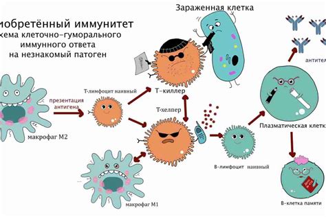 Иммунная система и распад метастаз