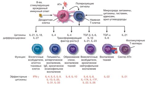 Иммунологические противоречия и проблемы с формированием эмбриона