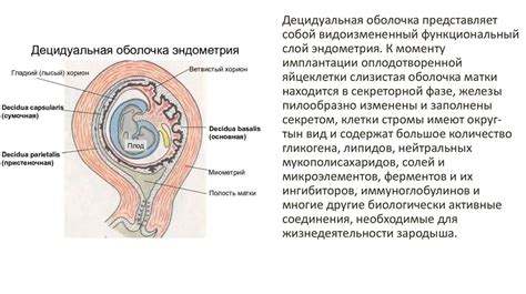 Имплантация плодного яйца: особенности и последовательность действий