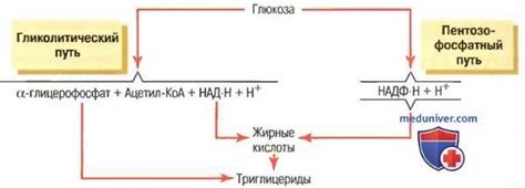 Импортантное для понимания синтеза жиров