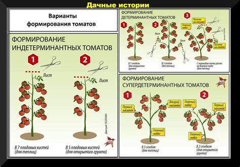 Индетерминантное растение: определение и свойства