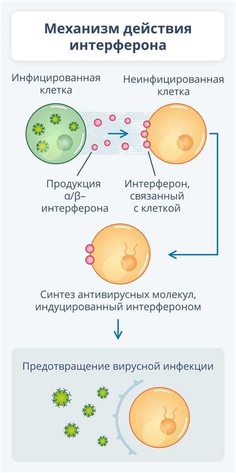 Индукторы интерферона: понимание механизмов воздействия и функциональности