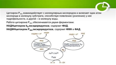 Индукция микросомальных ферментов: роль и значение