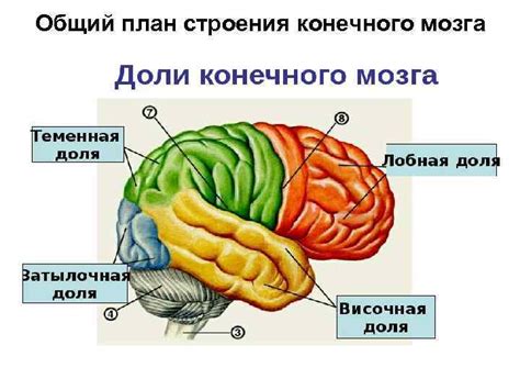 Инертный мозг: понятие и суть