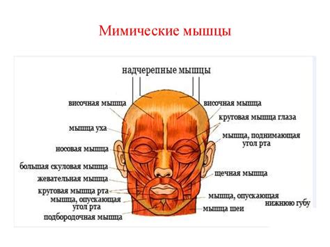 Интенсивное использование мимических мышц