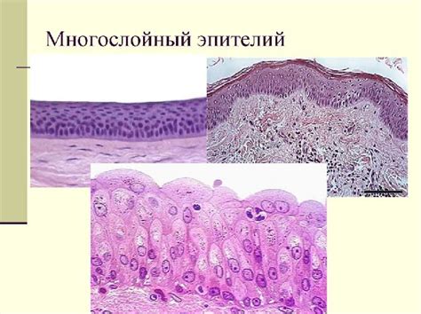 Интересные факты о способе эпителиальных клеток цервикальный