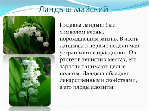 Интересные факты о цветах подтяжек и их значение