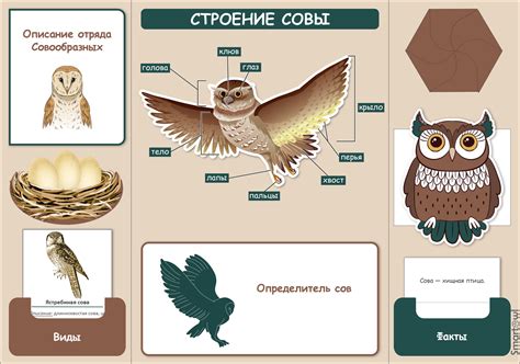 Интерпретация гладения совы