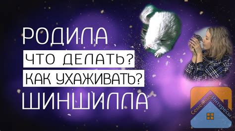 Интерпретация сна, где шиншилла родила: возможность стать родителем или заботиться о других