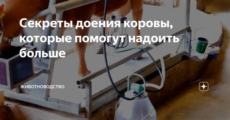 Интерпретация сновидений: расшифровываем значение доения коровы представительницей женского пола