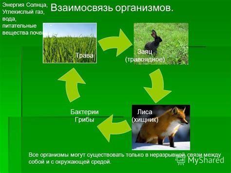 Интерпретация сновидения в связи с окружающей средой и собственными эмоциями