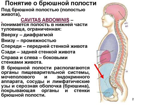 Интерпретация сновидения о вжившемся клинке в брюшной полости