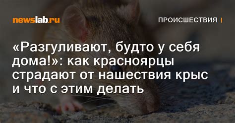 Интерпретация снов о грызунах у представительниц прекрасного пола