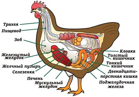 Интерпретация снов о курах в зависимости от их поведения