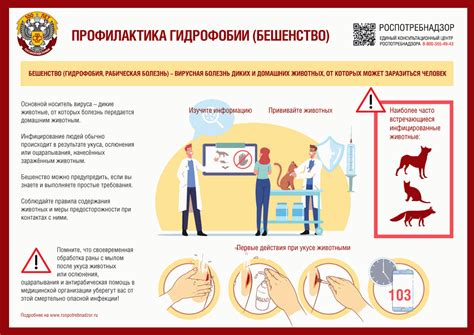 Интерпретация снов о поражении человеческого организма бешенством