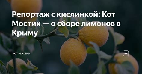 Интерпретация снов о сборе лимонов в зависимости от времени года