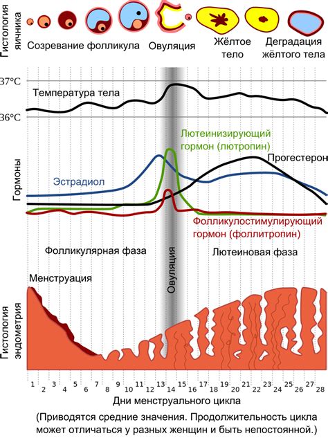 Искусственное усиление месячных сновидений: причины и механизмы