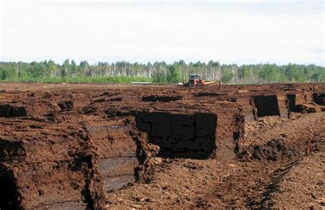 Использование нейтрализованного торфа в садоводстве