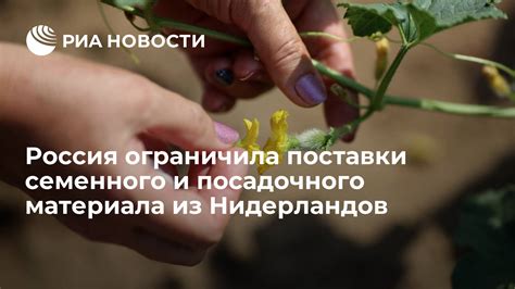 Использование несвежего семенного материала