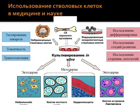 Использование полигональных клеток в науке