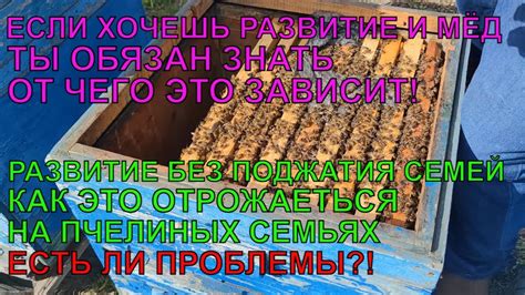 Использование пчелиных снов для развития и личностного роста