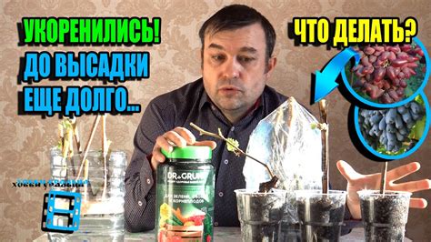 Использование укорененных отростков